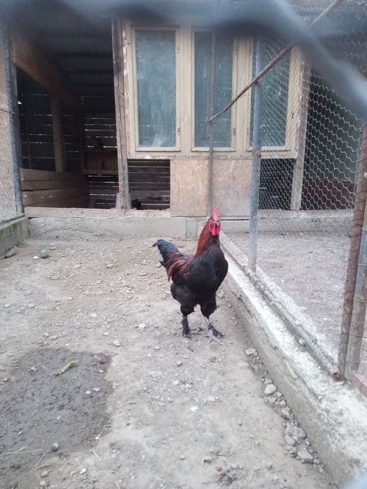 Cocos marans negru aramiu