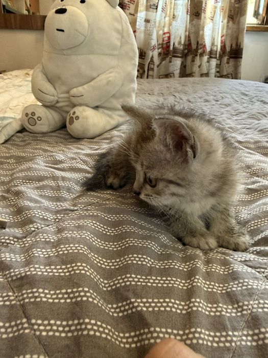 Прямоухий британский котенок девочка