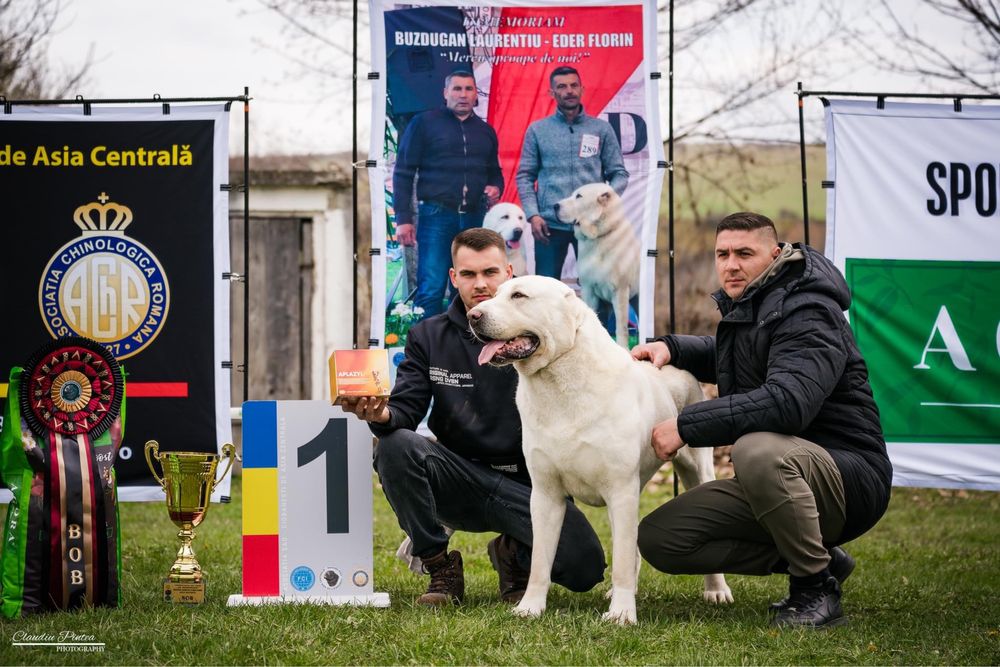 Ciobanesc de Asia Centrala