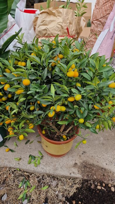 Цветы садовые разные