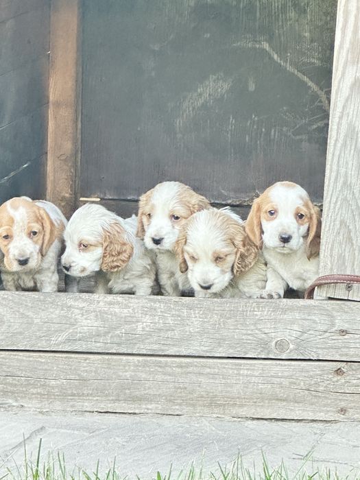 Продам спаниэль с курцхааром