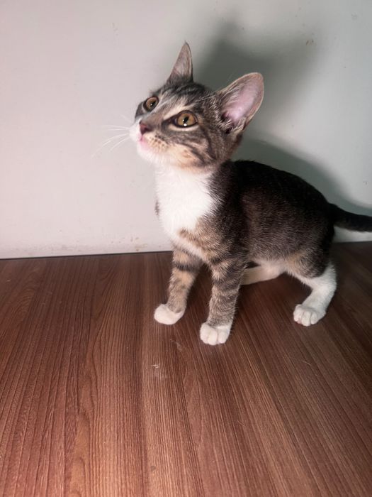Котёнок ищет добрый дом