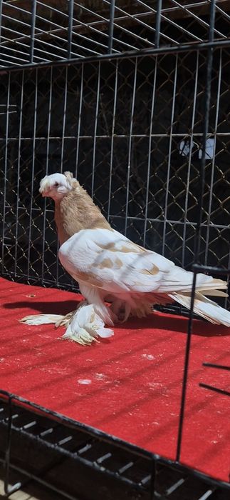 Голубкааааааа аааа