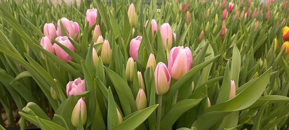 Тюльпаны на Восточке!