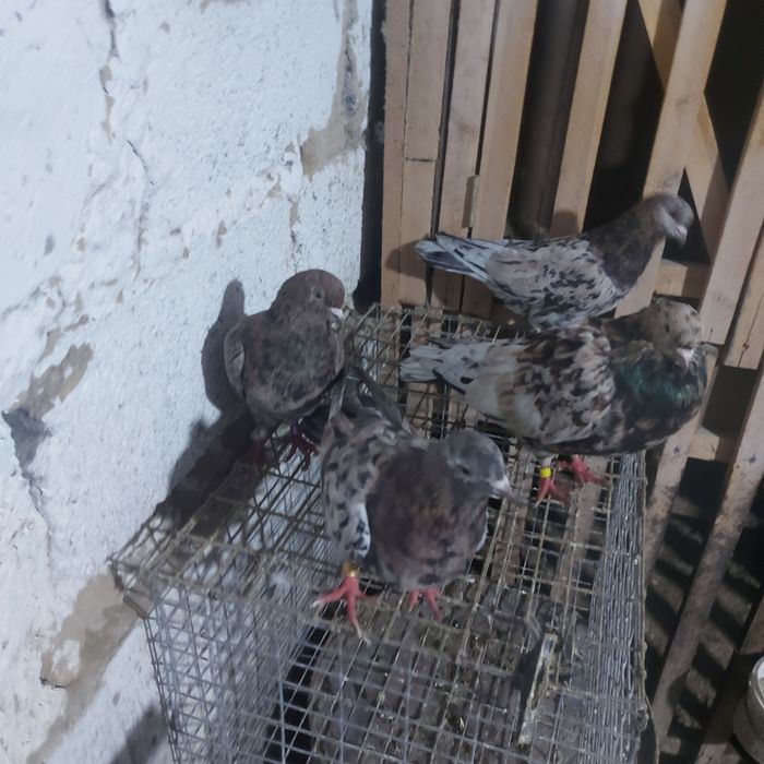 Ореховые челкары лет с игрой