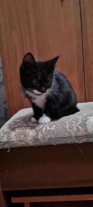 Котенок девочка в добрые руки