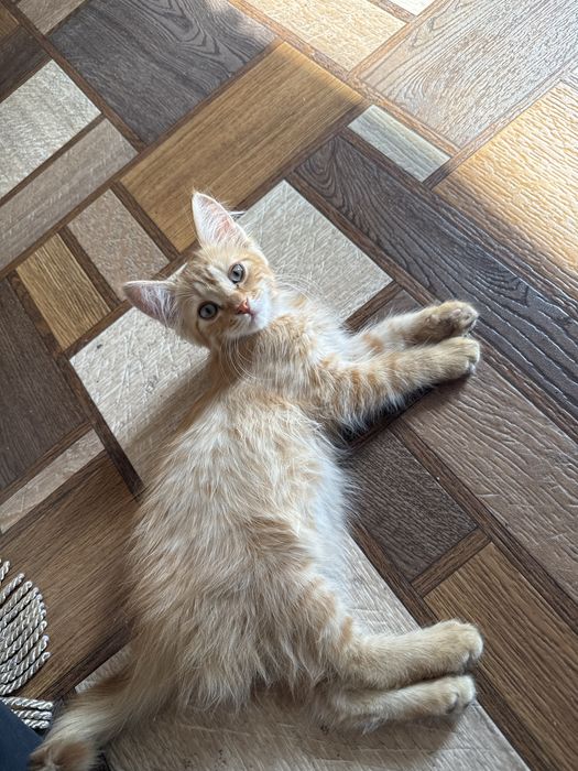 Котенок в хорошие руки