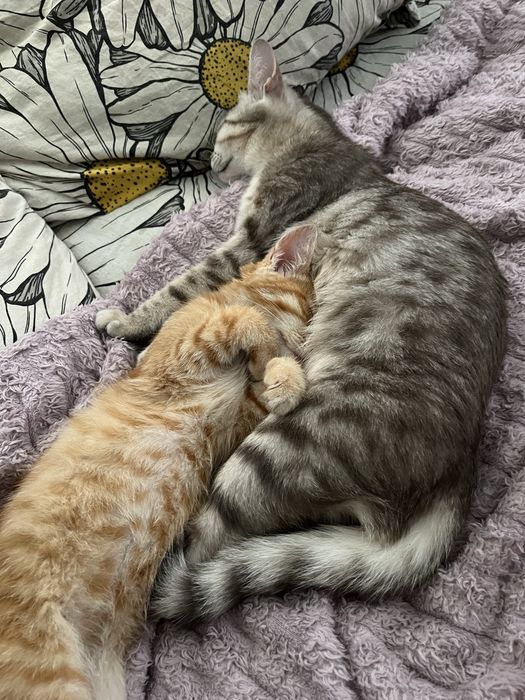 отдам кошку и котика в хорошие руки