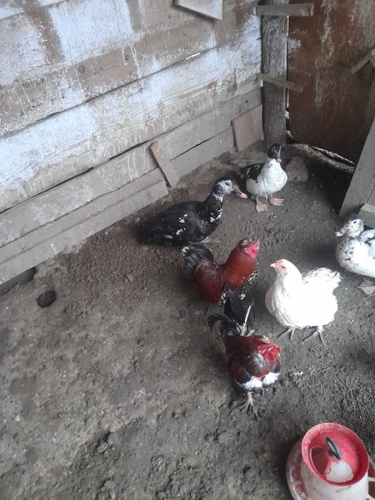 Vand rate sau schimb cu gaini