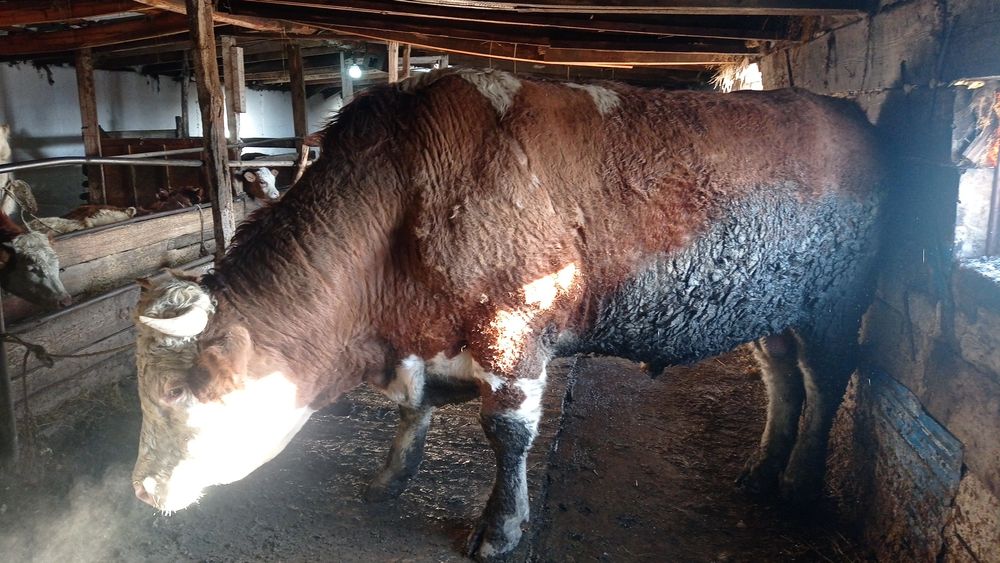 Продам быка пароды Семинтал