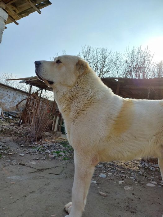 Алабай (САО) Вязка