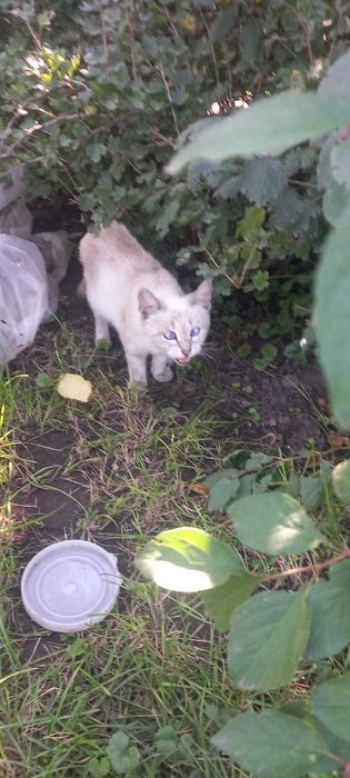 Кошечка ищет добрые руки и теплый дом