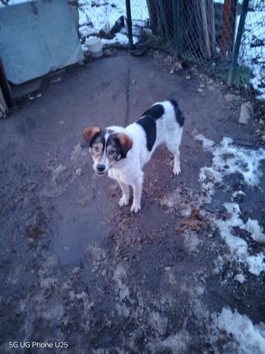 Подарявам женско кастрирано куче