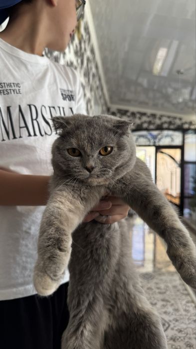 кошка шотландец