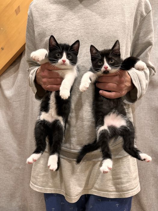 Котята мальчики черно-белые