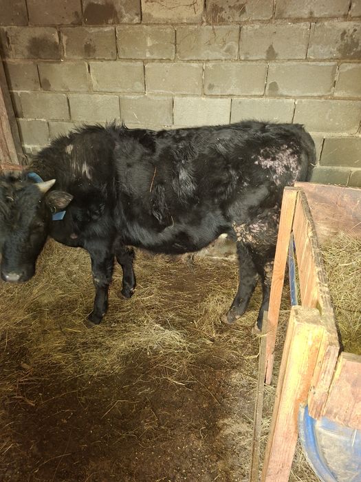 Продам телку и бычок