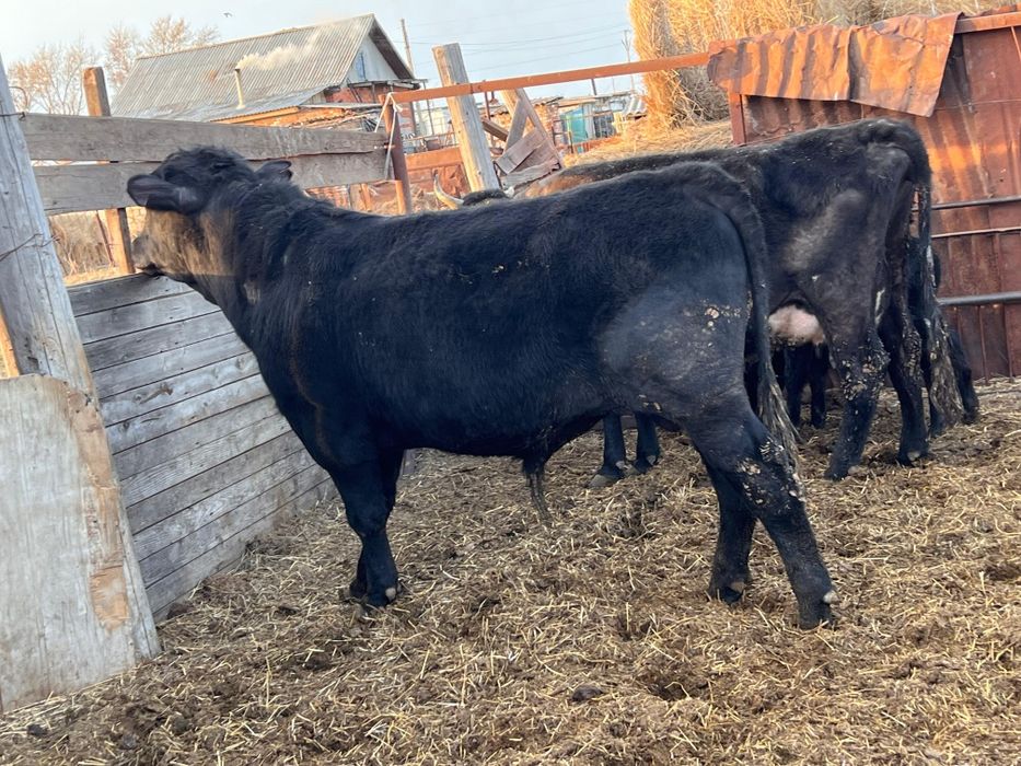 Продам быка ангус