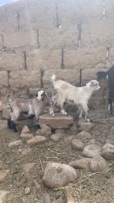 Қой-ешкі, теке, лақ сатылады