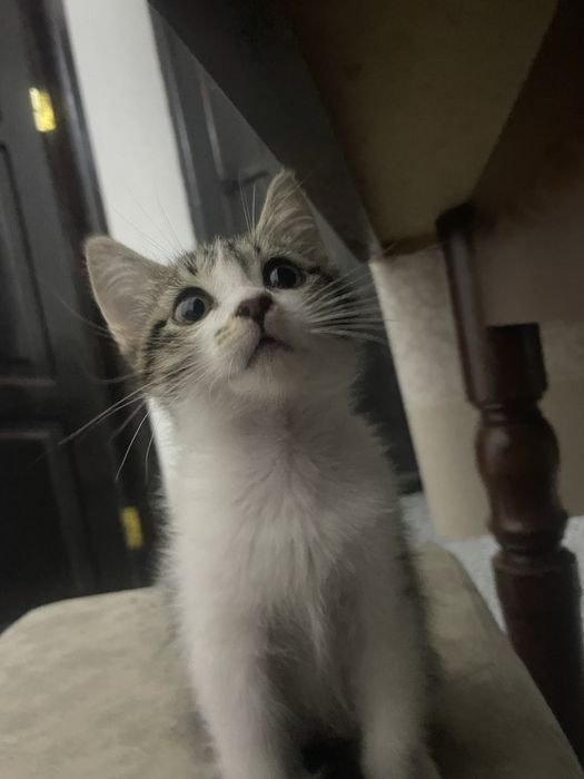 Срочно продается кошка