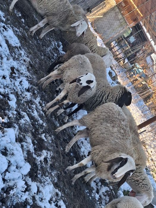 Vând  oi  de vanzare