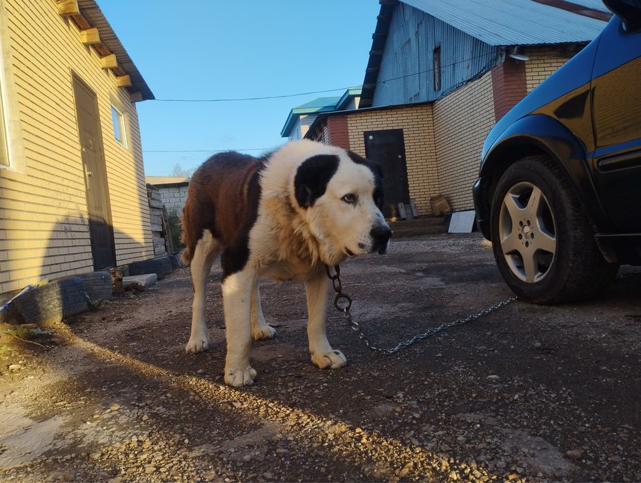 Вяска Кобель Алабай