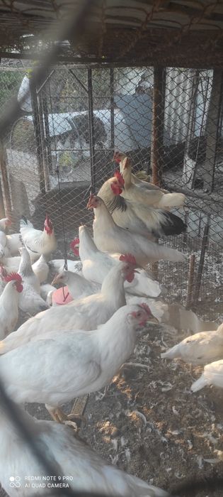 Продам только петухи