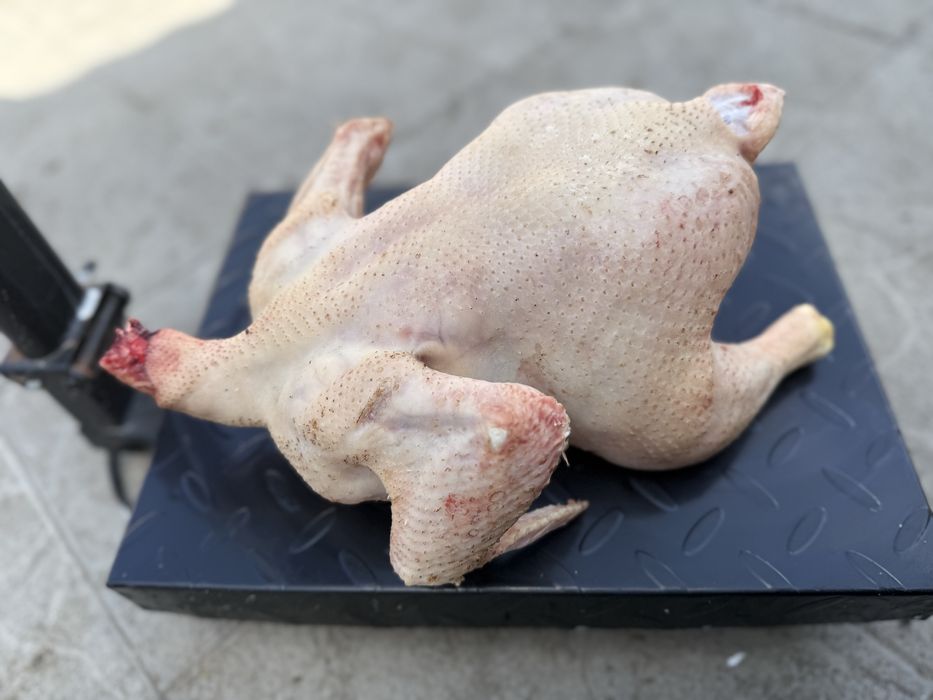 Продается мясо курицы