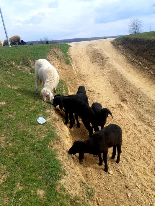 Miei de vanzare pentru mai multe detalii la telefon la telefon