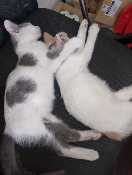 Подарявам малки котенца