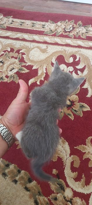 Отдам в хорошие руки