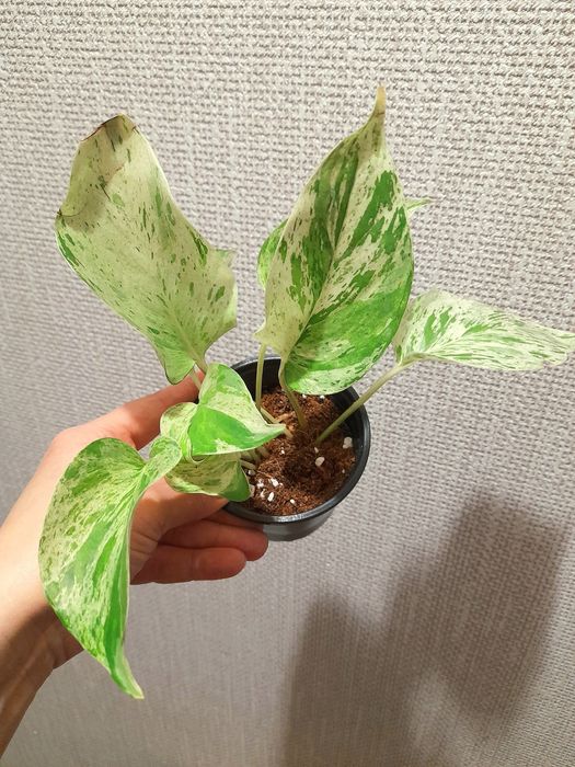 Продам Аглаонему