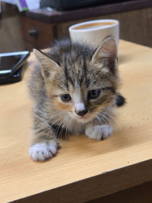 Отдам котят в добрые руки