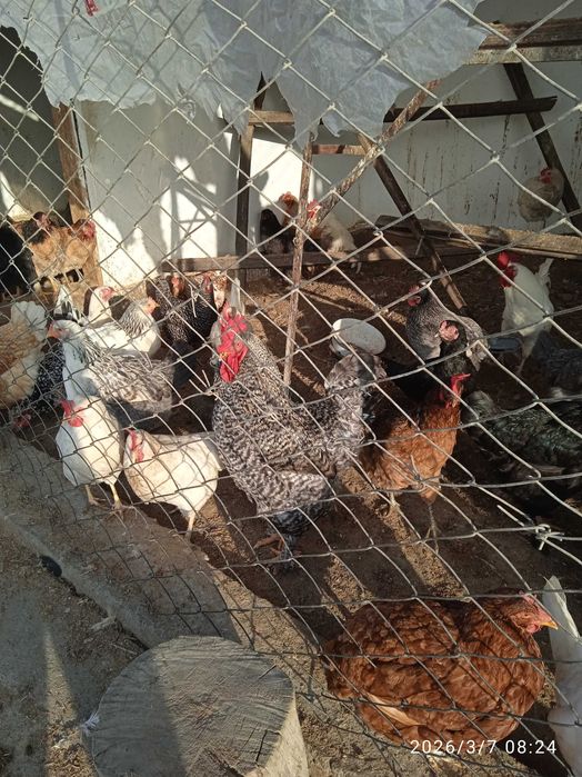 Продается породистый индюк