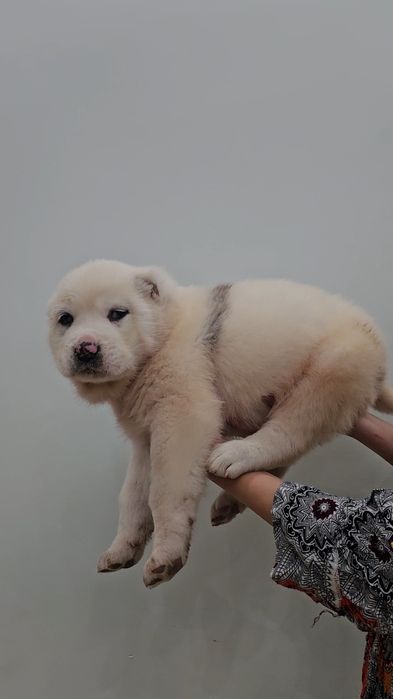 Төбет күшіктер..