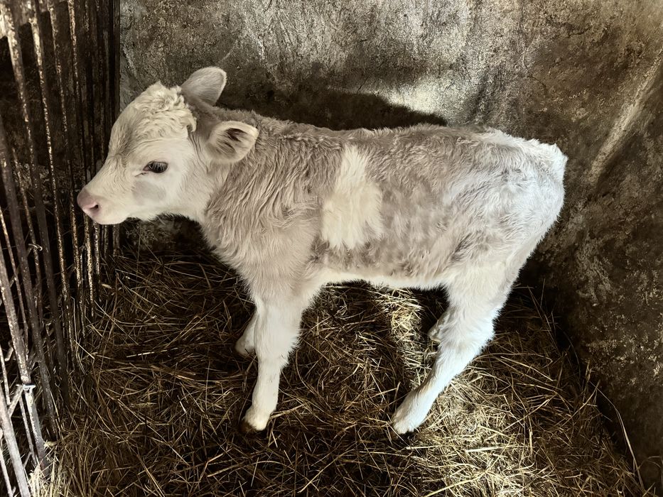 Искусственное осемение