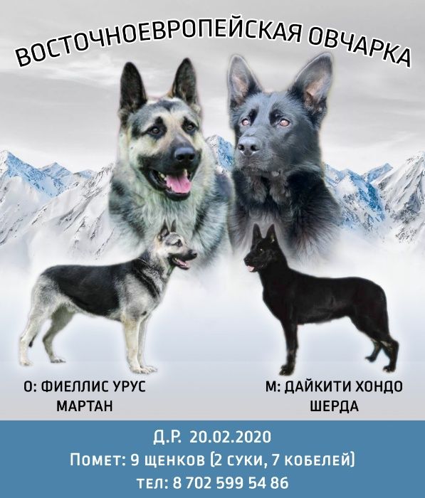 щенки японской сибы