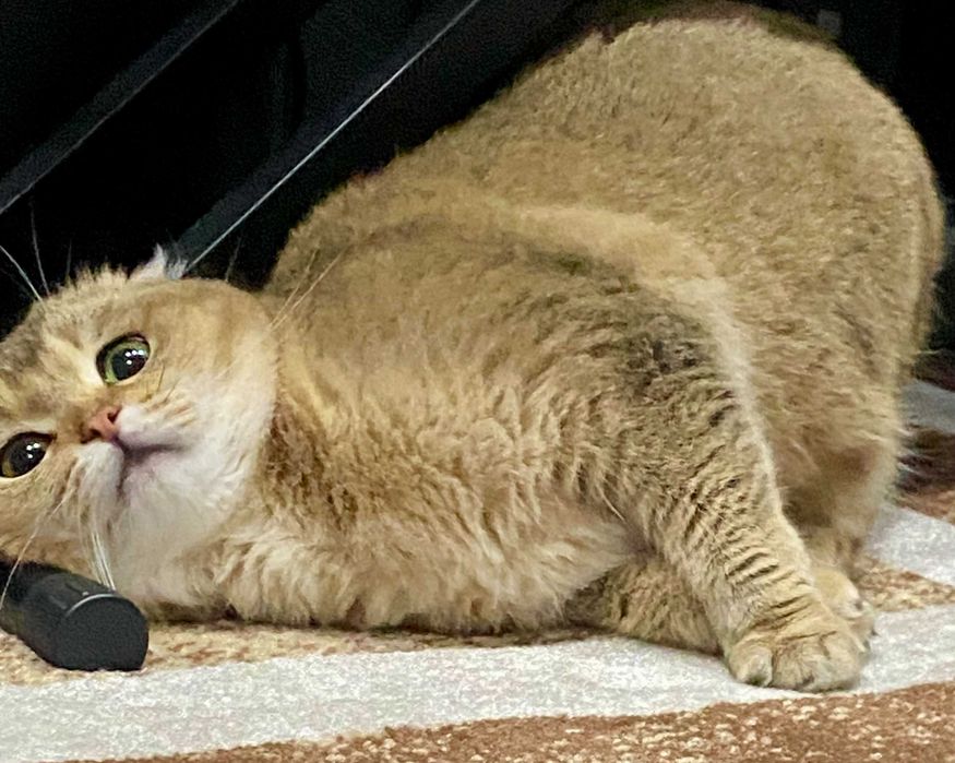 шиншилла серебро вислоушка