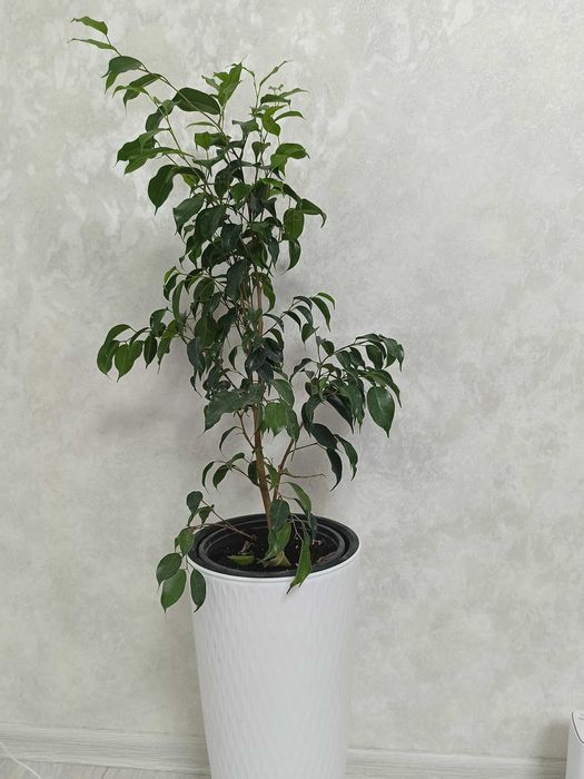 Бенджамин продается