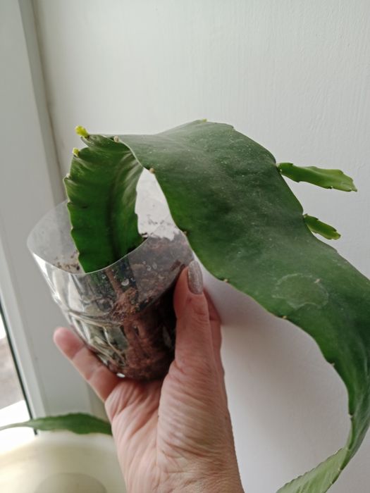 Продам цветок Эпифилум