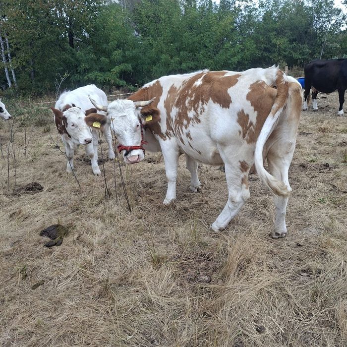 Vând vaca balțată urgent