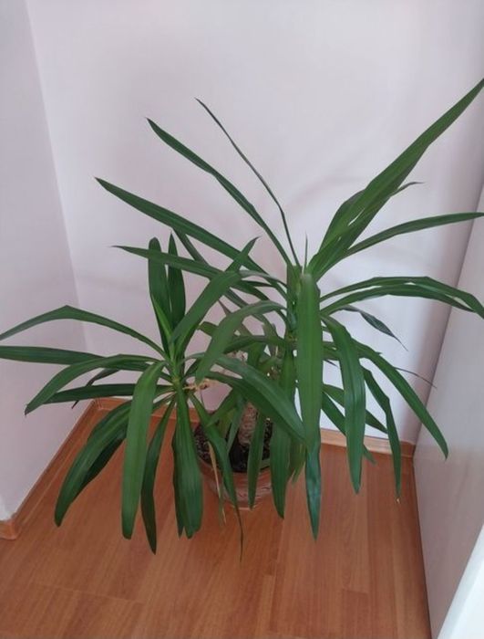 Здравствуйте, комнатные растения