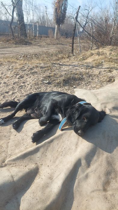 Лабрадор-спаниель