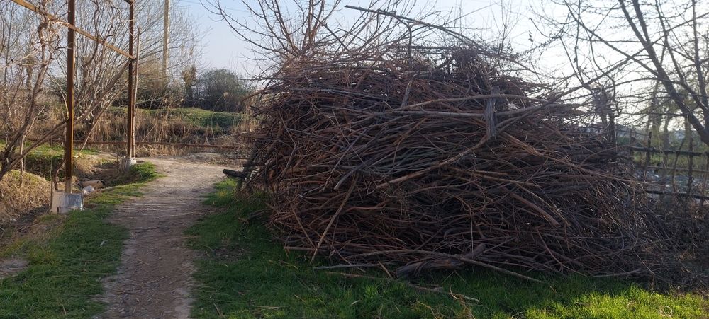 Oʻtin sotiladi. Olma daraxtiniki