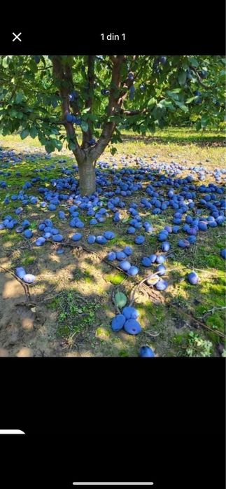 Prune pentru tuica