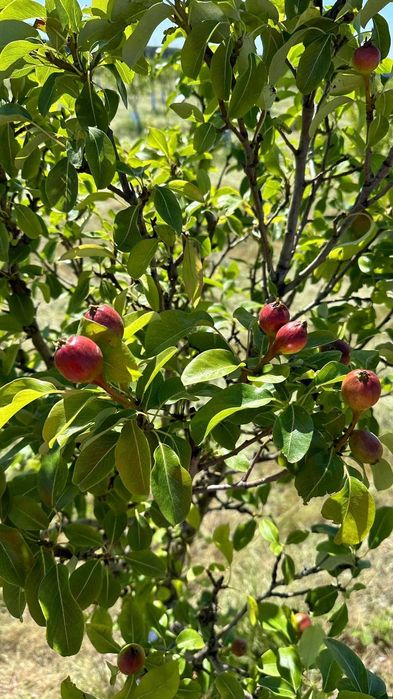 Продава се Земеделски имот в Варна, Лятно кино Тракия -  кв.м за 2084 €/дка - Снимка #7