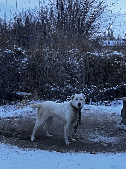 Продам алабай 9,5 месяцев