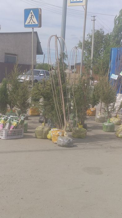 Плодовые деревья