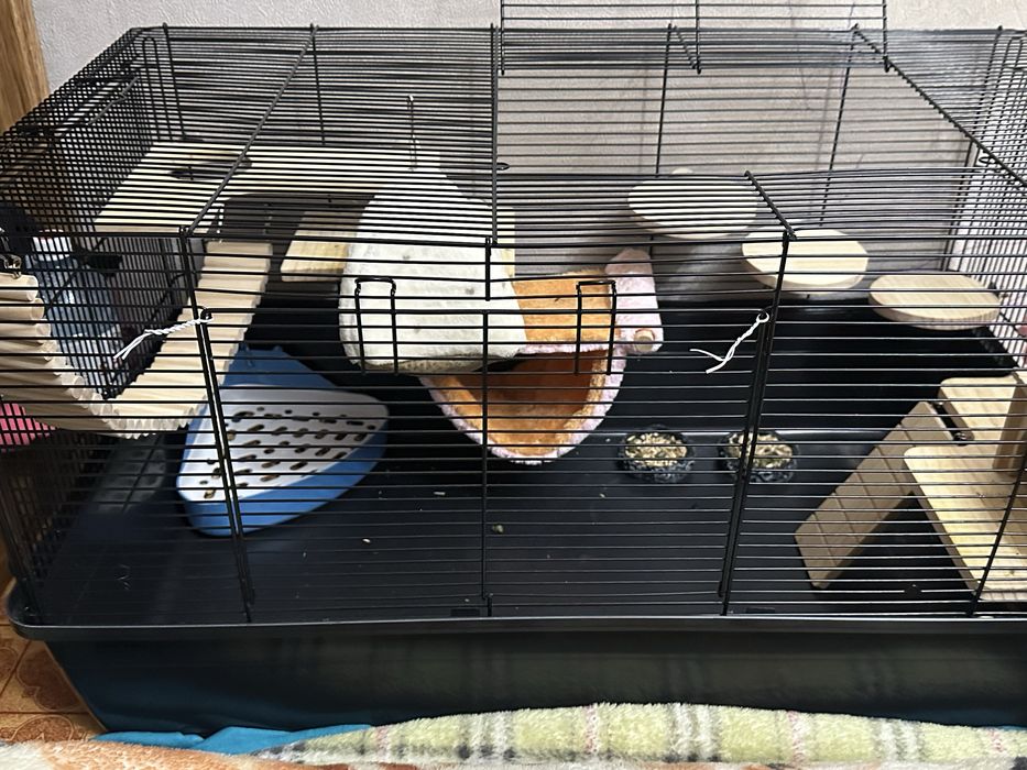 Продаю 2-х крысок