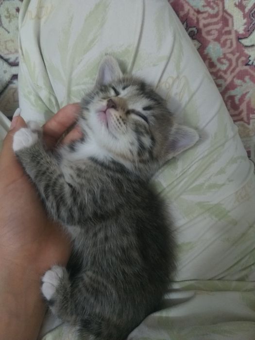 Котята Отдаю Срочно!!