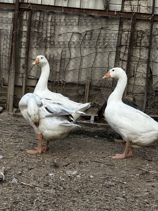 Продаются гуси домашние